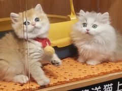 -欣宠猫屋·矮脚拿破仑·蓝金金渐层