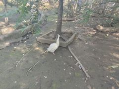 -哈尔滨北方森林动物园