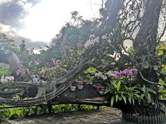 -亚龙湾热带天堂森林公园