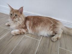 -李小姐の猫咖啡馆(五角场店)