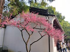 -岳王庙