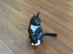 -楼上猫咖(罗湖店)