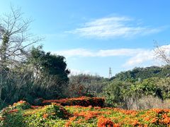 -深圳仙湖植物园
