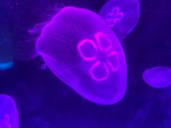 -北戴河圣蓝海洋公园