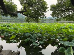 -西湖游船