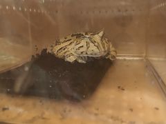 -吉丁鸟咖·异宠·寄养