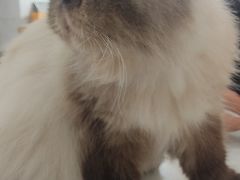 -喵园·猫主题咖啡厅·撸猫·猫咖(国贸店)