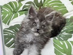 -青奢宠物·青奢猫舍