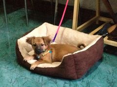 樊家宠物医院-樊家宠物医院