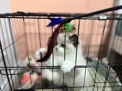 -欣宠猫屋·矮脚拿破仑·蓝金金渐层