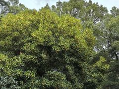 -普陀山风景名胜区-法雨禅寺