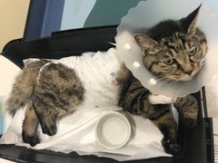 -萌兽医馆·犬猫专科·眼科中心·宠物医院(朝阳门分院)