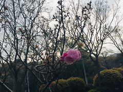 -新江湾城公园