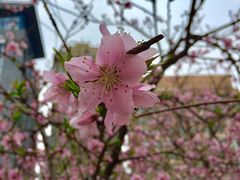 -青岛市图书馆