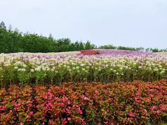 -东平国家森林公园