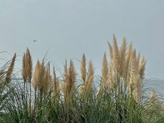-苏州太湖国家湿地公园