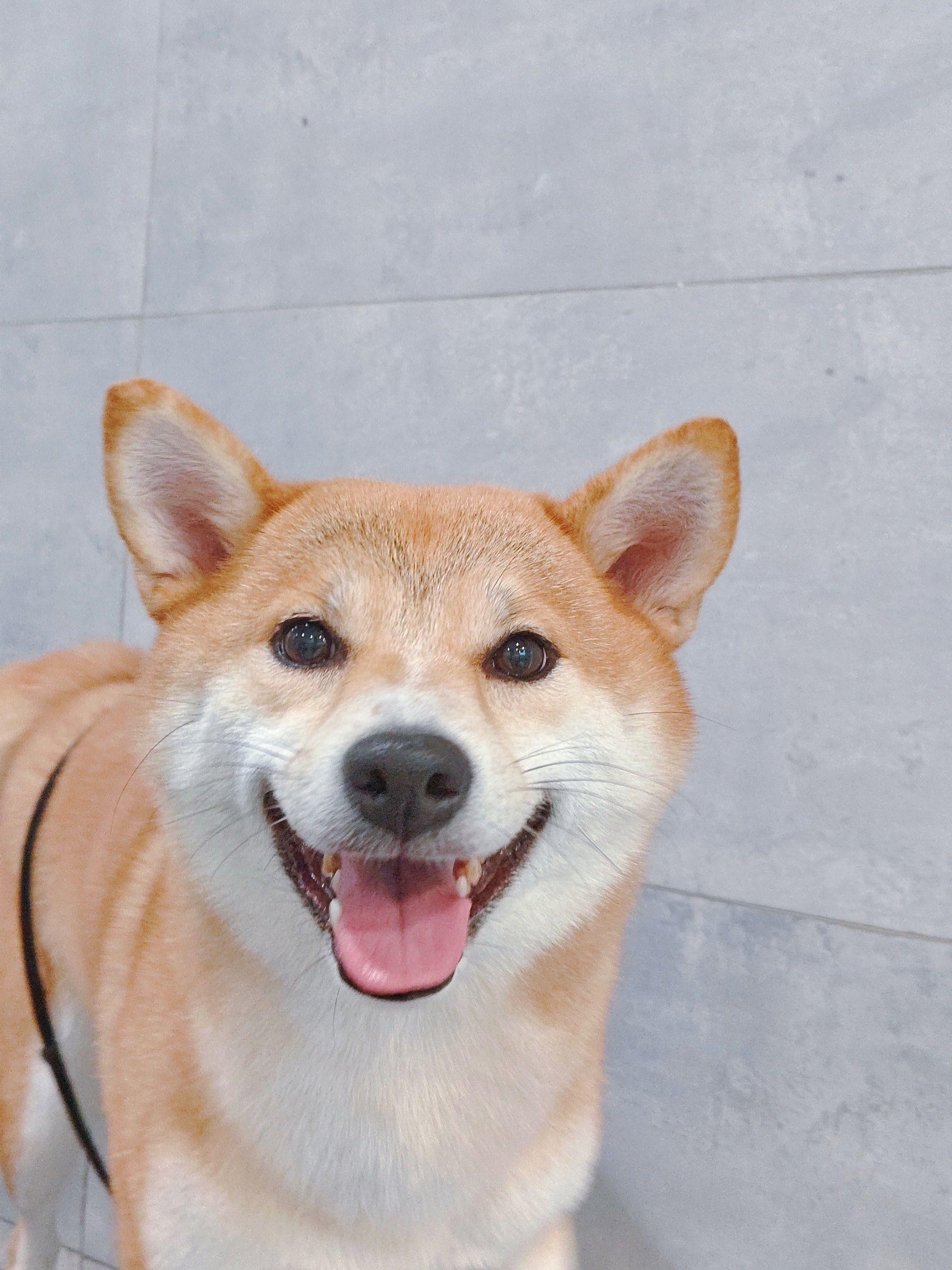 狗狗微笑攻势来袭