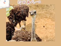 -石家庄市动物园