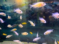 -沙沙哗啦海洋馆(华宇百花谷店)