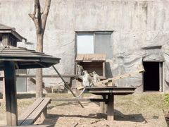 -广州动物园