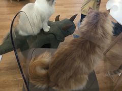 -猫冇咖·家门口的撸猫馆(大融城店)