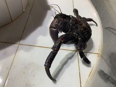 -海盗餐厅