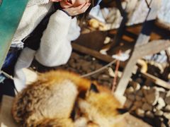 -宫城藏王狐狸村