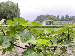 -洪湖家庭农场·团建·露营·会议