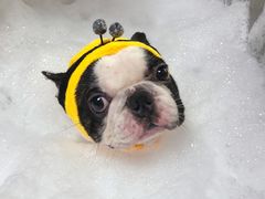 -Oh My Dog宠物沙龙(伊珊娜皮毛护理店)