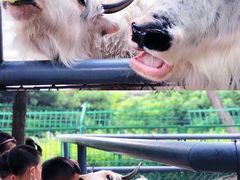 -长白岛森林公园