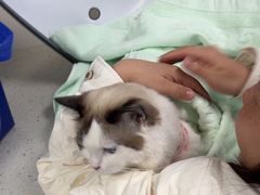 -纳吉亚猫专科动物诊疗中心(蒋宅口分院)