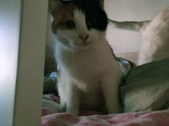 -瑞派长江宠物医院·猫科·外科·24小时夜护(谊城公寓分院)