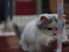 -momokira米努特·德文卷毛猫·棉花面纱犬