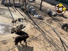 -石家庄市动物园