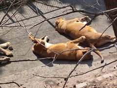 -大连森林动物园