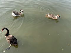 -溱湖国家湿地公园