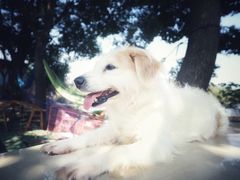 -汪记鲜鱼糊汤粉(沈阳路总店)