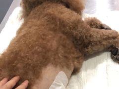 -爱侣宠医·鹦鹉专科·小型哺乳类·异宠专科(灵石路店)