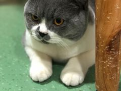 -藦茜花园宠物主题亲子互动体验馆(国顺东路店)