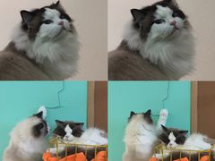 -猫在这儿猫咪咖啡馆·撸猫馆