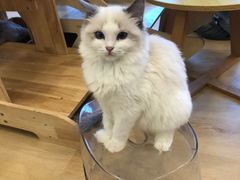 -有喵·猫咖·狗咖·30几只猫10只小狗(岗厦店)