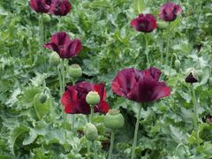 -国家植物园南园