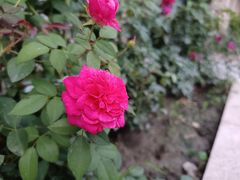 -金科花卉市场