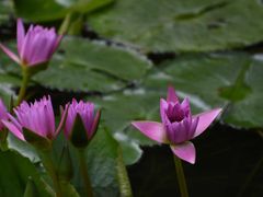 -荔湾湖公园
