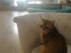 -猫咪咖啡·猫咖(万达广场店)