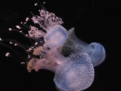 -欢乐海岸海洋奇梦馆