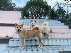 -汪说喵讲宠物乐园宠物酒店(红星美凯龙店)