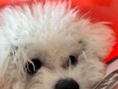 -瑞派宠物医院·犬猫全科·猫友好(宾水西道店)