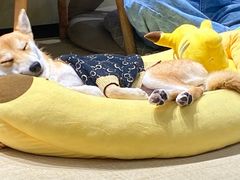 -逗柴咖啡屋·狗咖猫咖宠物桌游