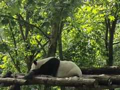 -都江堰中华大熊猫苑